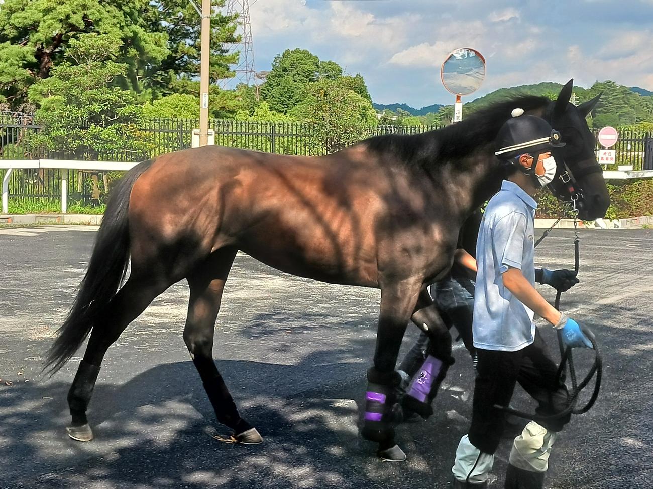 栗東トレーニングセンターに帰厩したジャスティンミラノ
