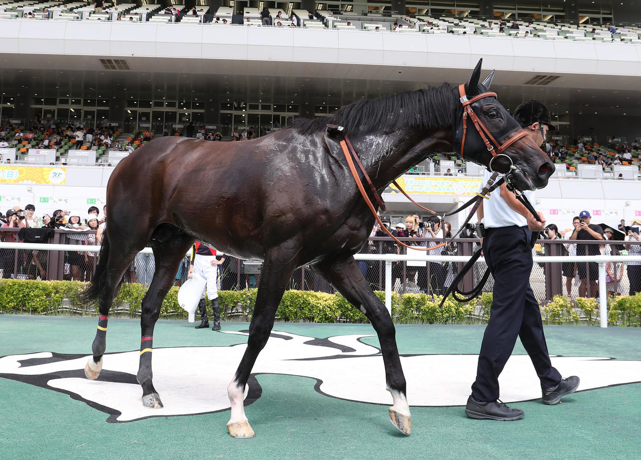 サラコスティ（24年8月撮影）