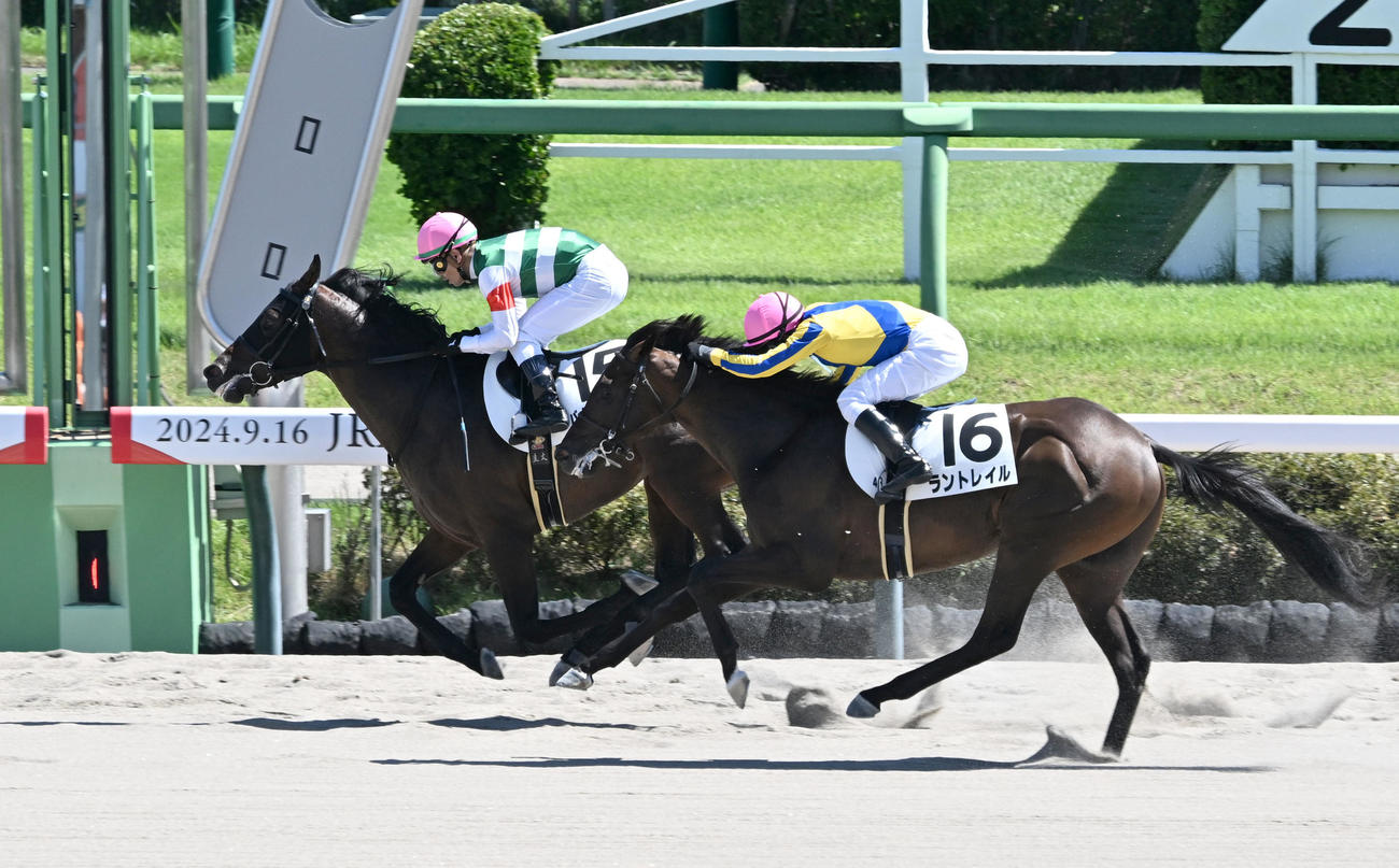 中山4R、新馬戦を制したバギーウィップと戸崎騎手（左）。右は2着のラントレイ（撮影・千葉一成）
