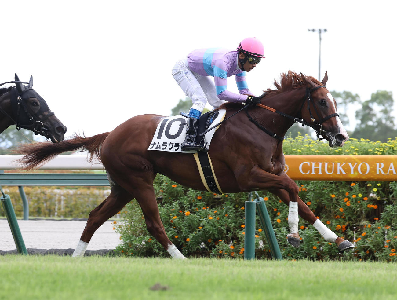 中京5R、直線抜け出して新馬戦を制したナムラクララ（撮影・白石智彦）