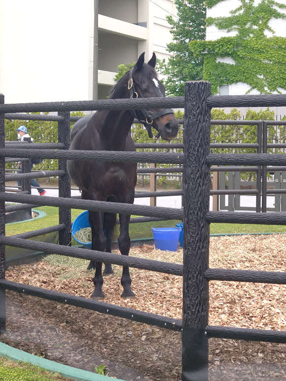 函館競馬場に来場したヴァーミリアン（2024年6月5日撮影）