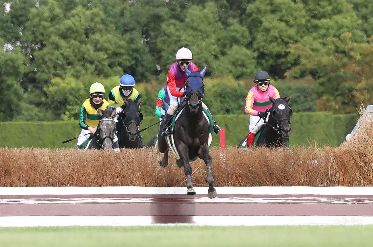 中京8R阪神ジャンプS、最終障害を飛越するサペラヴィ（撮影・白石智彦）