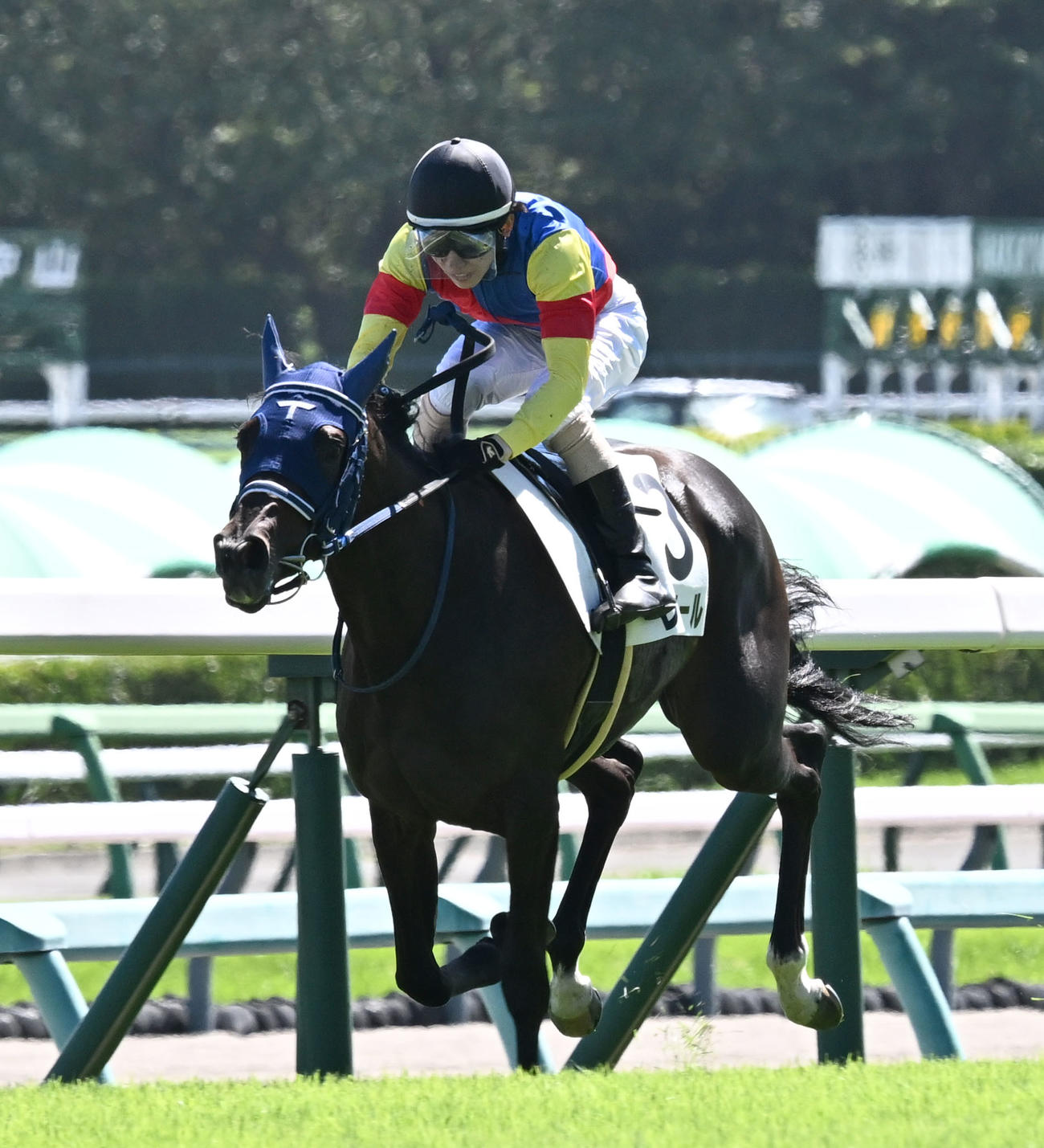 中山5R、牝馬限定の2歳新馬戦を制したレイユールと嶋田騎手（撮影・千葉一成）