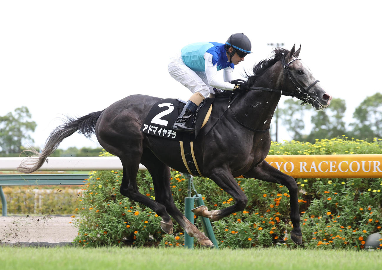 中京9R、直線抜け出して茶臼山高原特別を制したアドマイヤテラ（撮影・白石智彦）