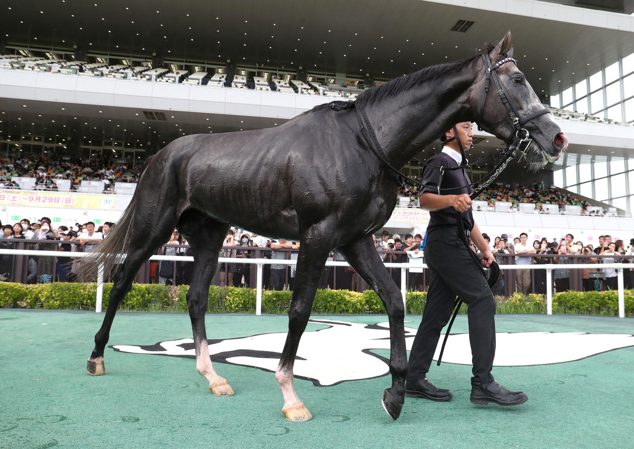 中京9R、茶臼山高原特別を制したアドマイヤテラ（撮影・白石智彦）