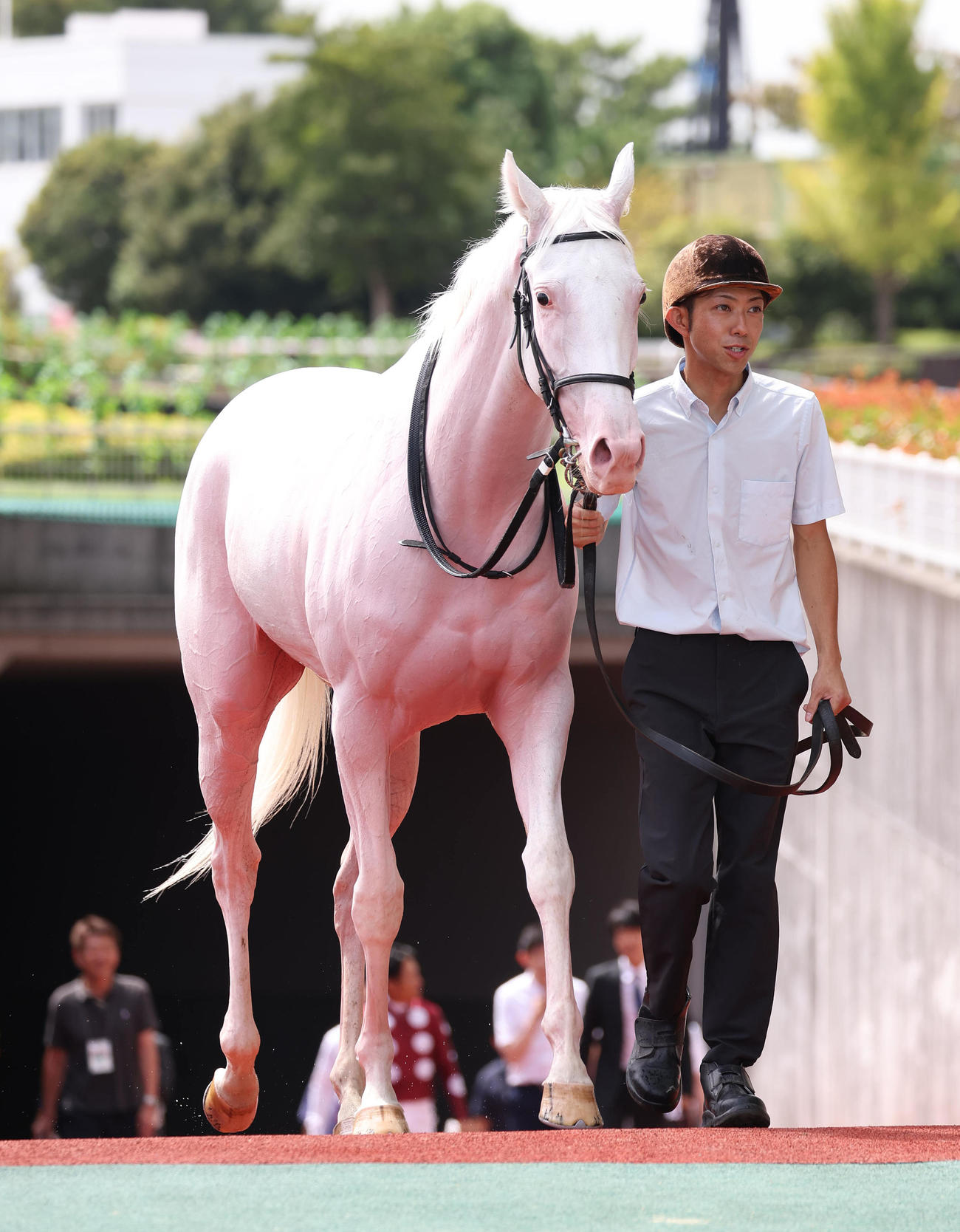 中京5R、新馬戦を制した白毛馬のゴージャス（撮影・白石智彦）