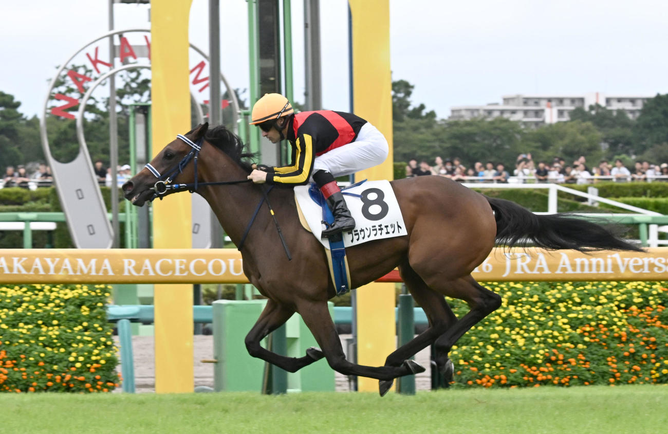 中山6R、2歳新馬戦を制したブラウンラチェットとルメール騎手（撮影・千葉一成）