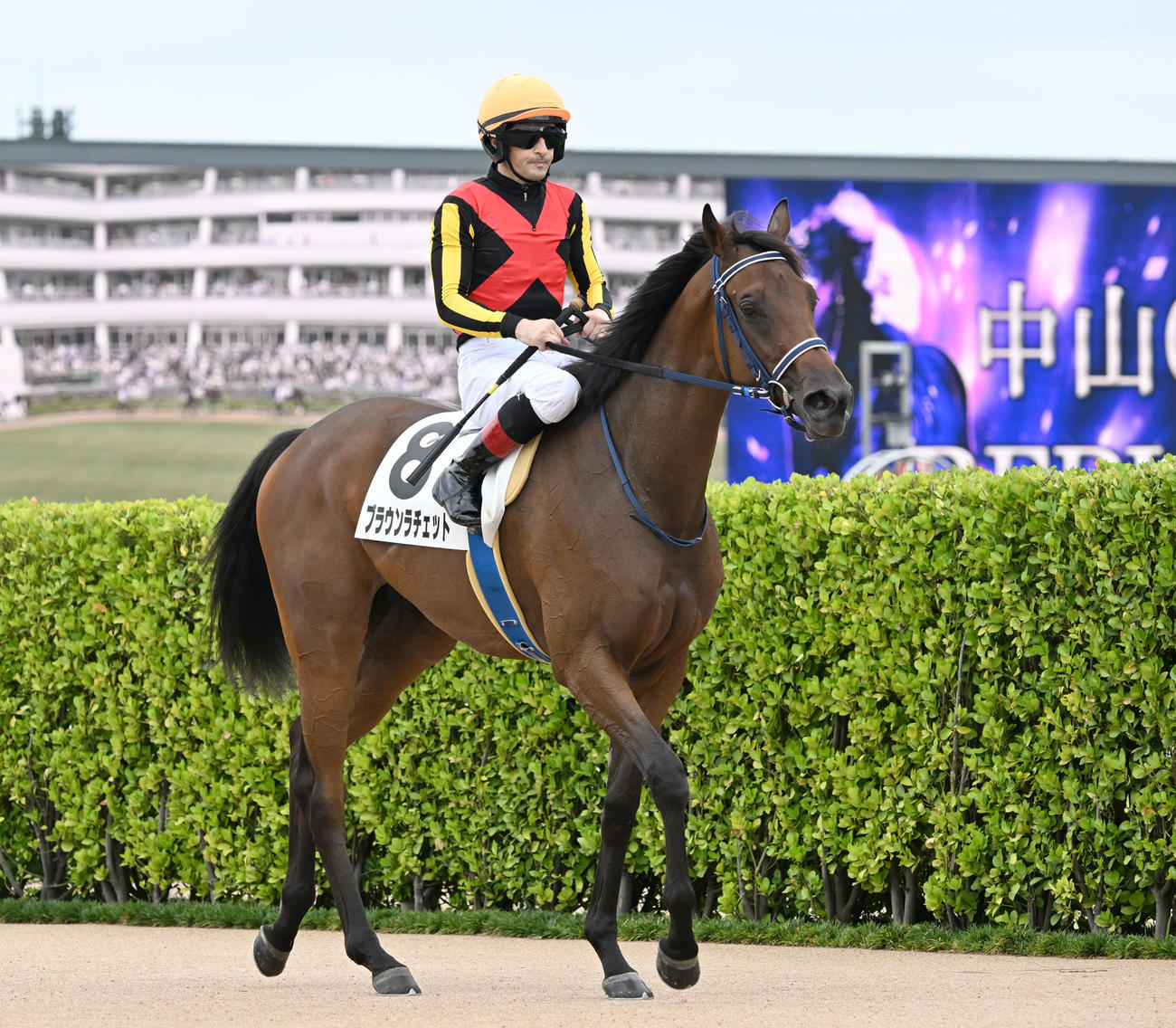 中山6R、2歳新馬戦を制したブラウンラチェットとルメール騎手（撮影・千葉一成）