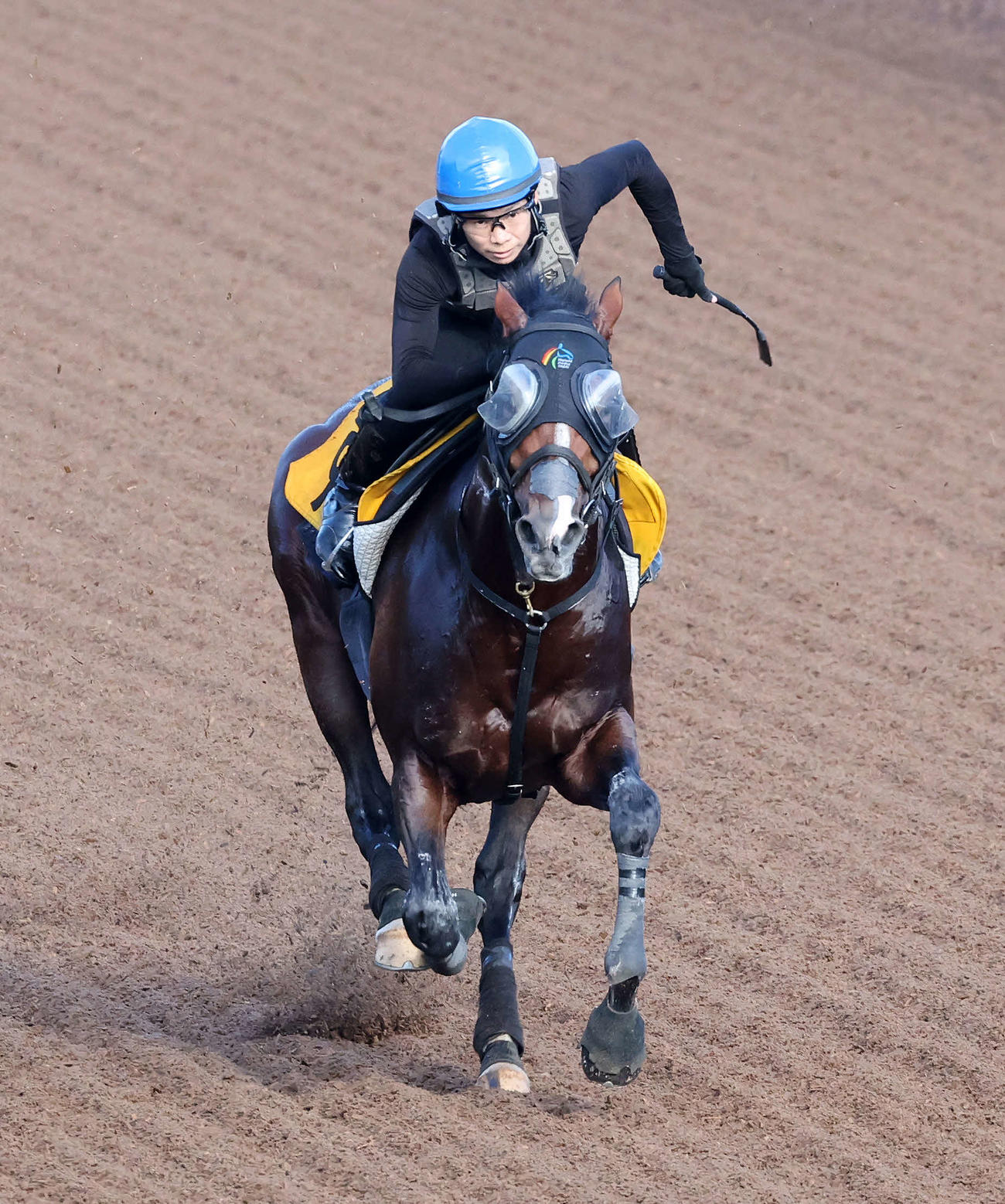 美浦坂路で追い切るロバートソンキー（撮影・鈴木正人）
