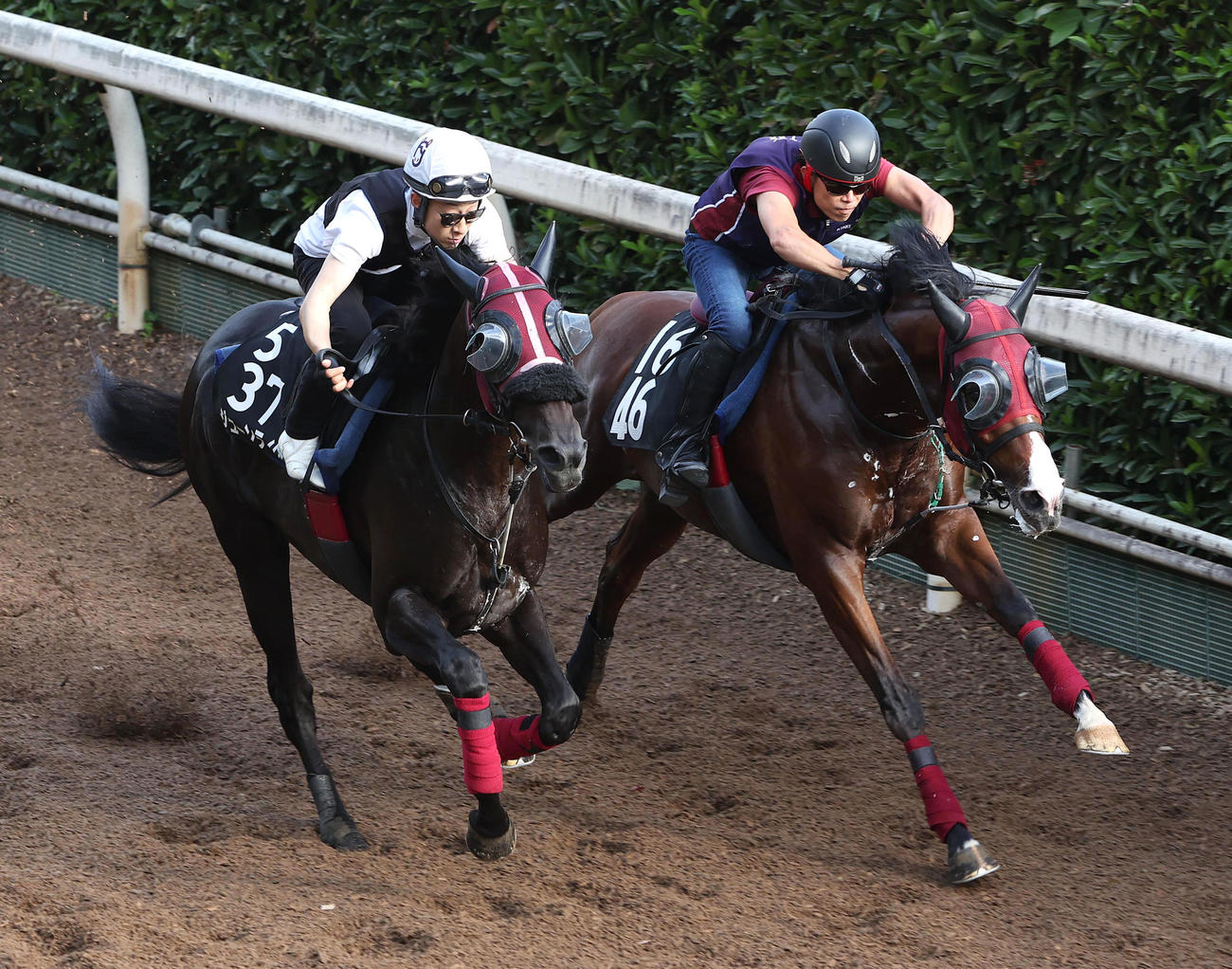 坂路でホークフィールド（右）と併せ馬で追い切るジューンテイク（撮影・白石智彦）