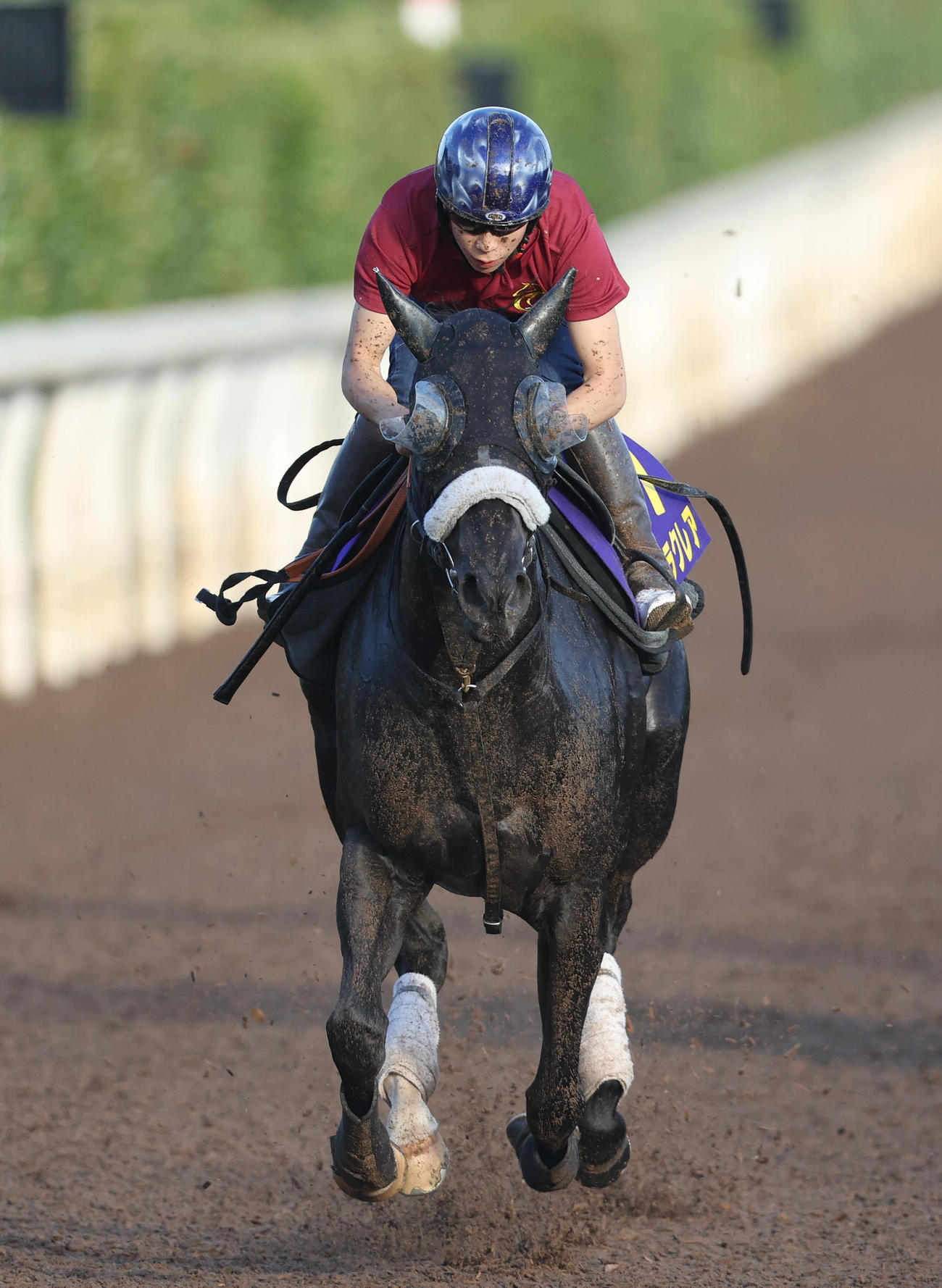 横山武騎手を背に坂路を併せ馬で追い切るナムラクレア（撮影・白石智彦）