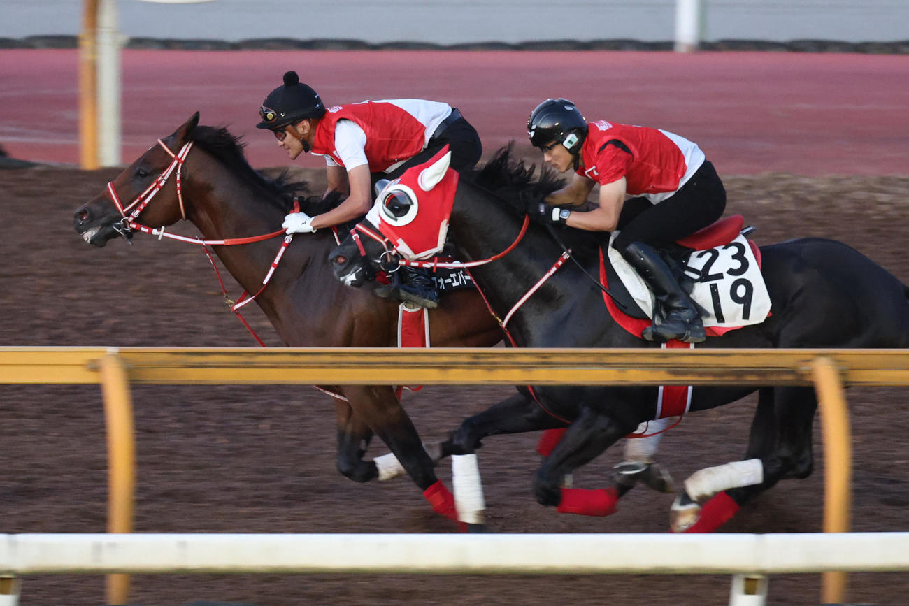 ジャパンダートクラシック　帰厩後初の追い切りを行ったフォーエバーヤング（左）