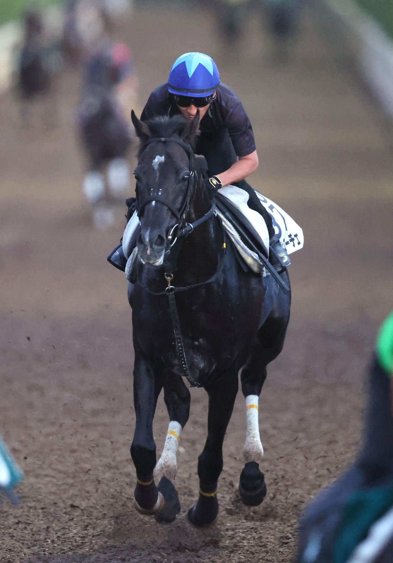 横山典騎手を背に坂路を単走で追い切るステラヴェローチェ（撮影・白石智彦）