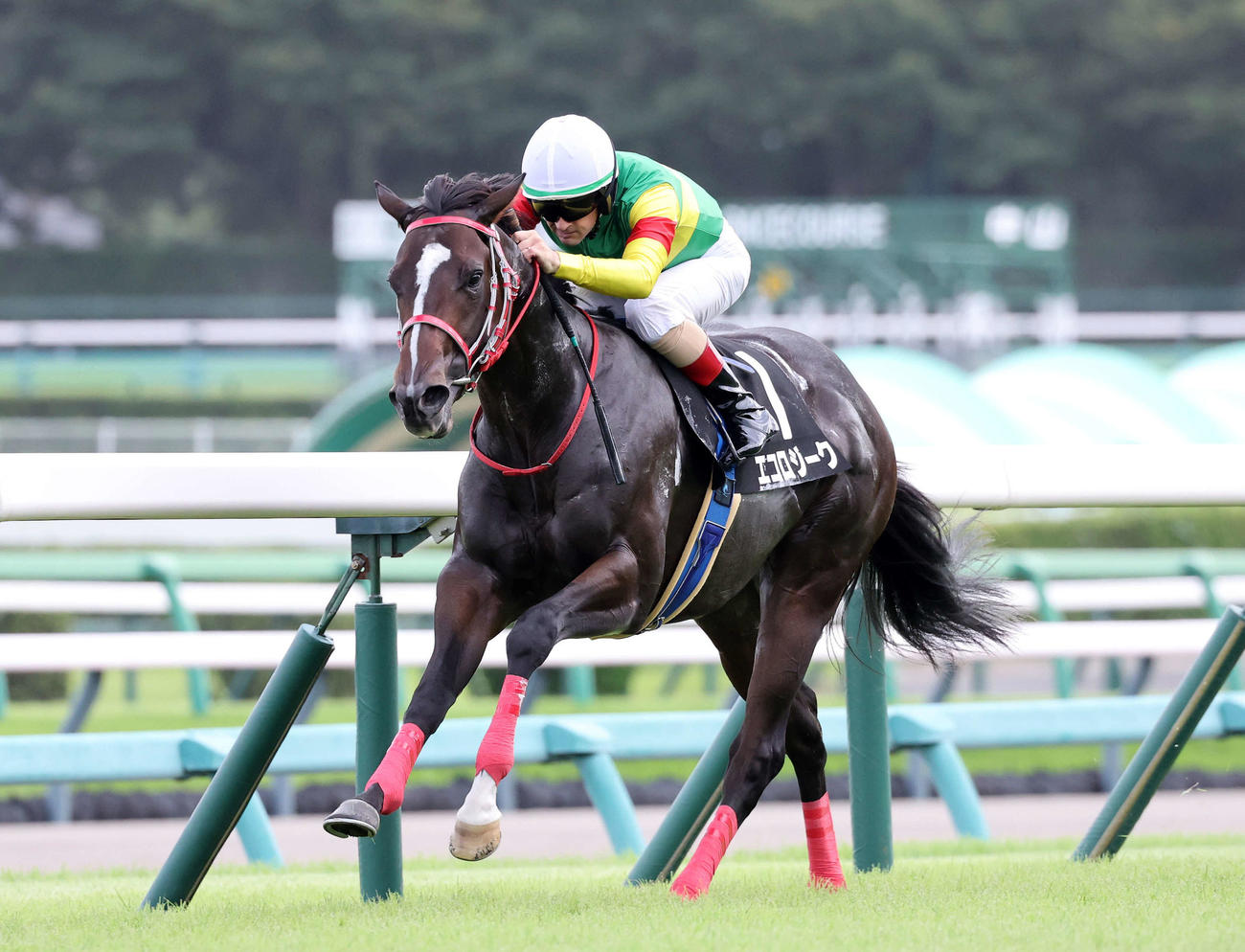 カンナSを制したエコロジークとルメール騎手（撮影・鈴木正人）