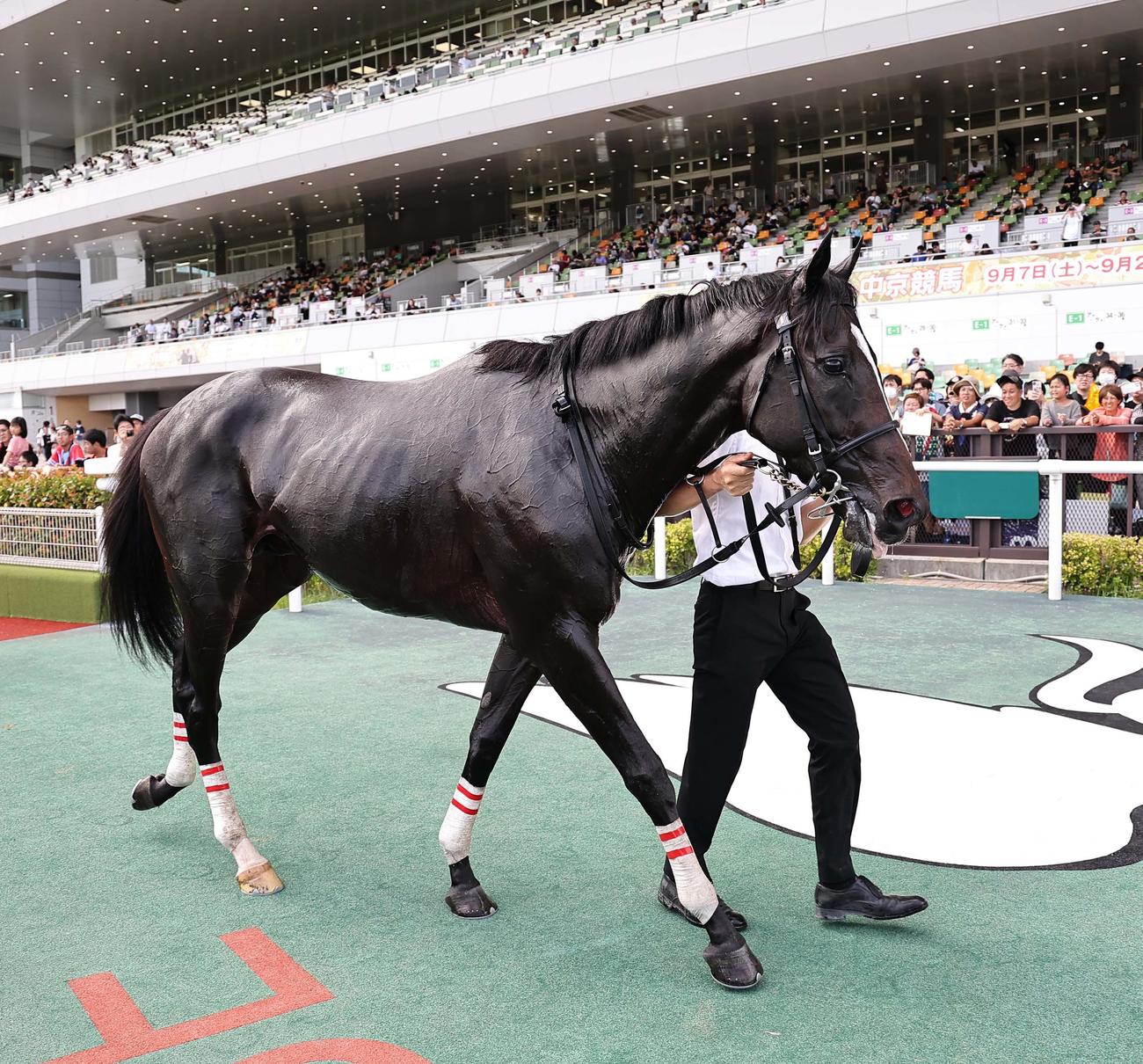 中京8R野路菊Sを制したエリキング（撮影・上田博志）