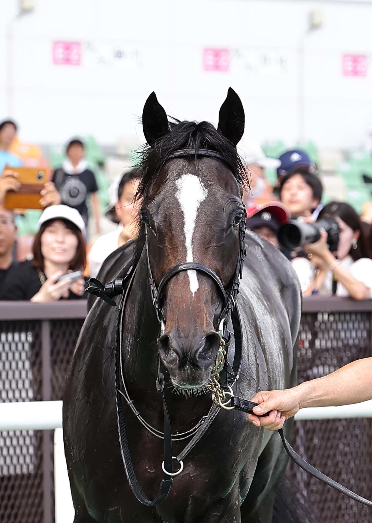中京8R野路菊Sを制したエリキング（撮影・上田博志）
