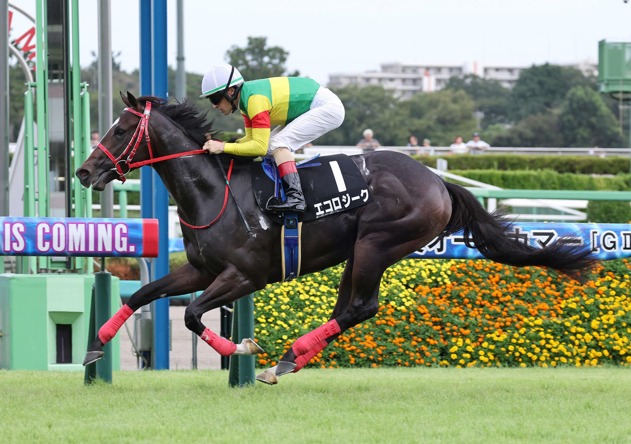 カンナSを制したエコロジークとルメール騎手（撮影・鈴木正人）