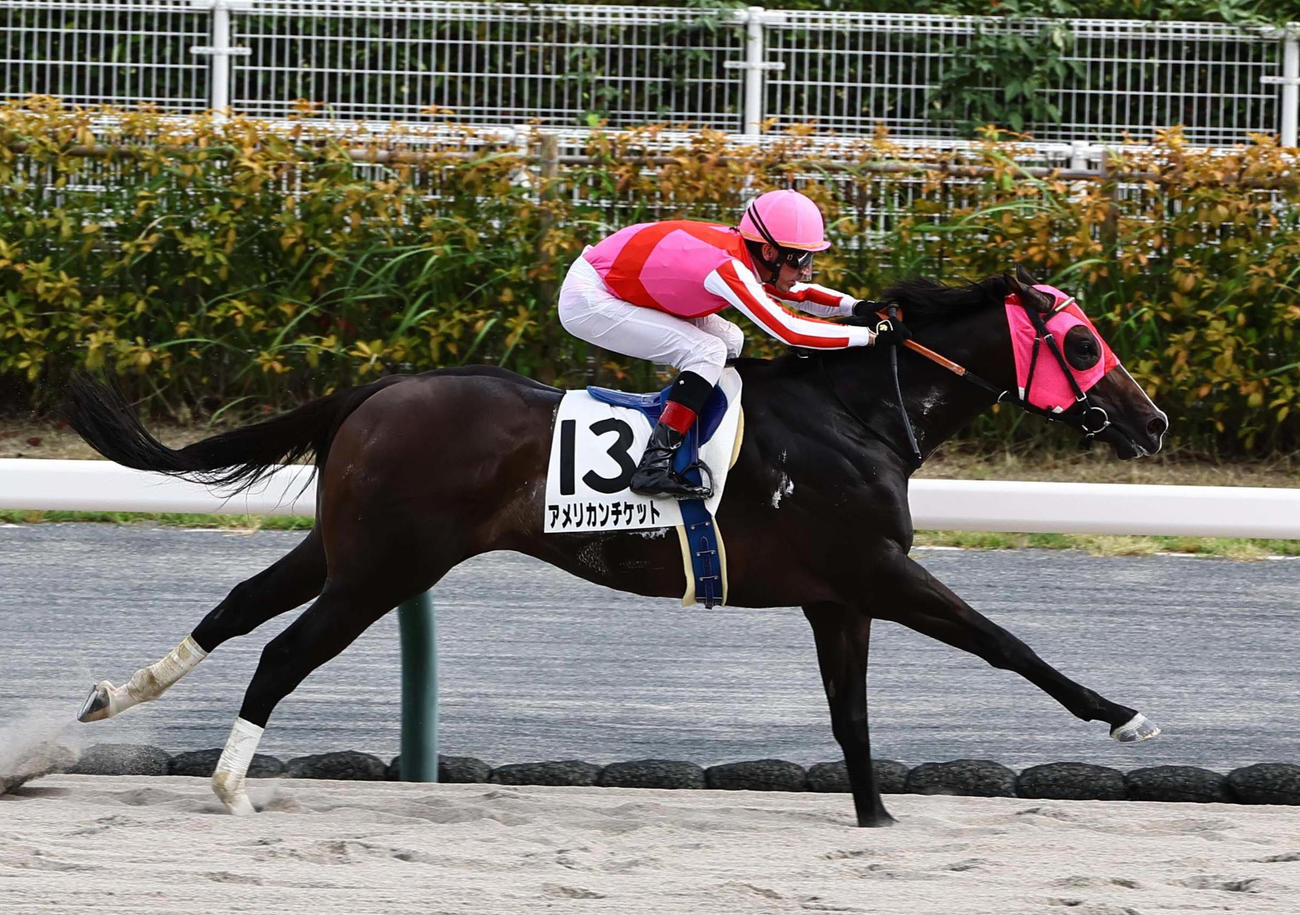 中京9Rを制したアメリカンチケットとシュタルケ騎手（撮影・上田博志）