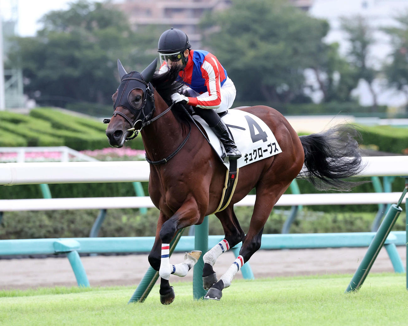 逃げ切って新馬戦を制したキュクロープスと斎藤騎手（撮影・鈴木正人）