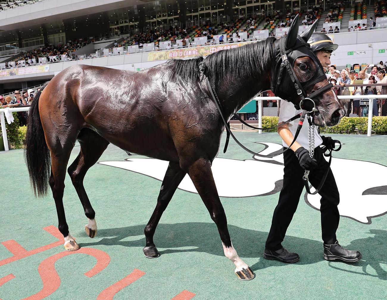 中京5R、新馬戦を制したザラタン（撮影・上田博志）