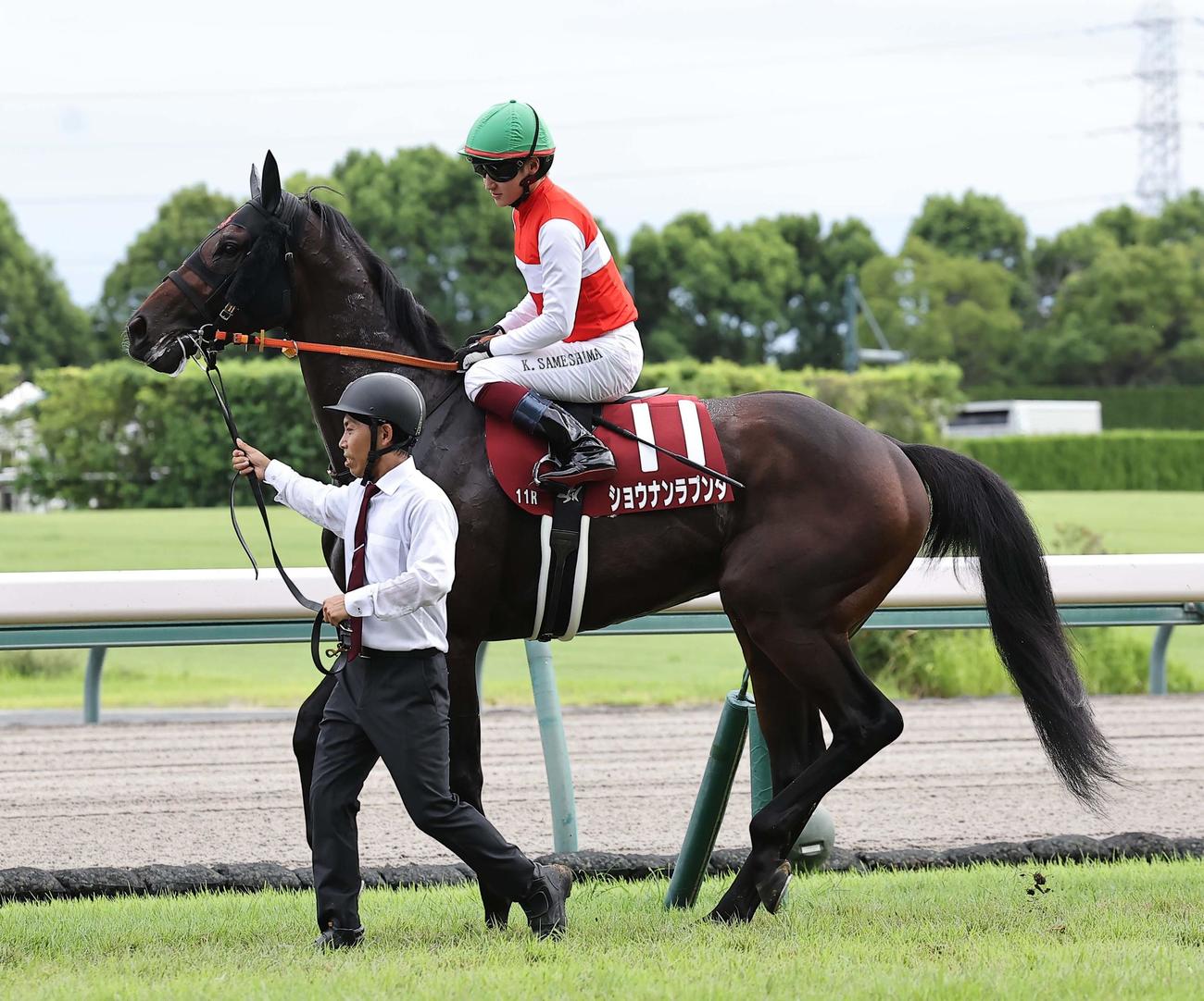 神戸新聞杯で3着に入ったショウナンラプンタ
