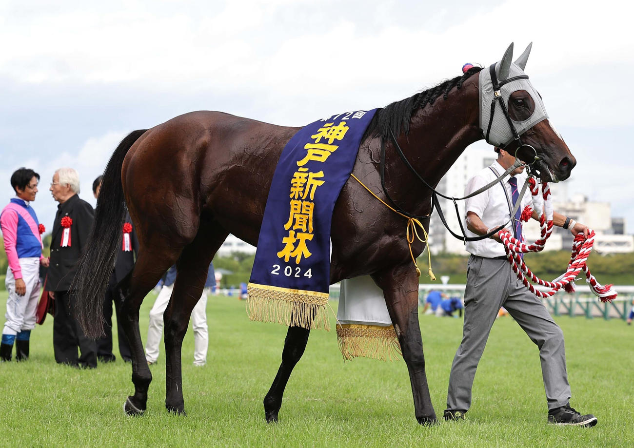 神戸新聞杯を制したメイショウタバル（2024年9月22日撮影）