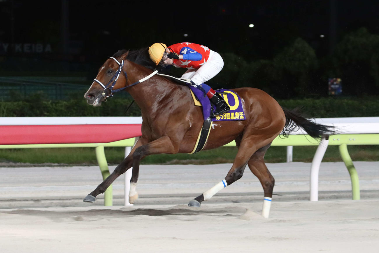 日刊スポーツ賞黒潮盃を制したダテノショウグン（2024年8月14日撮影）