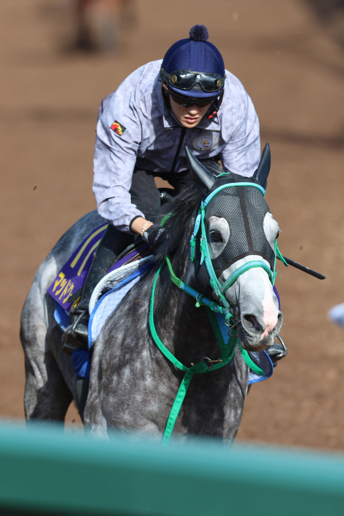 坂井瑠星騎手が騎乗し、坂路を駆け上がるマッドクール
