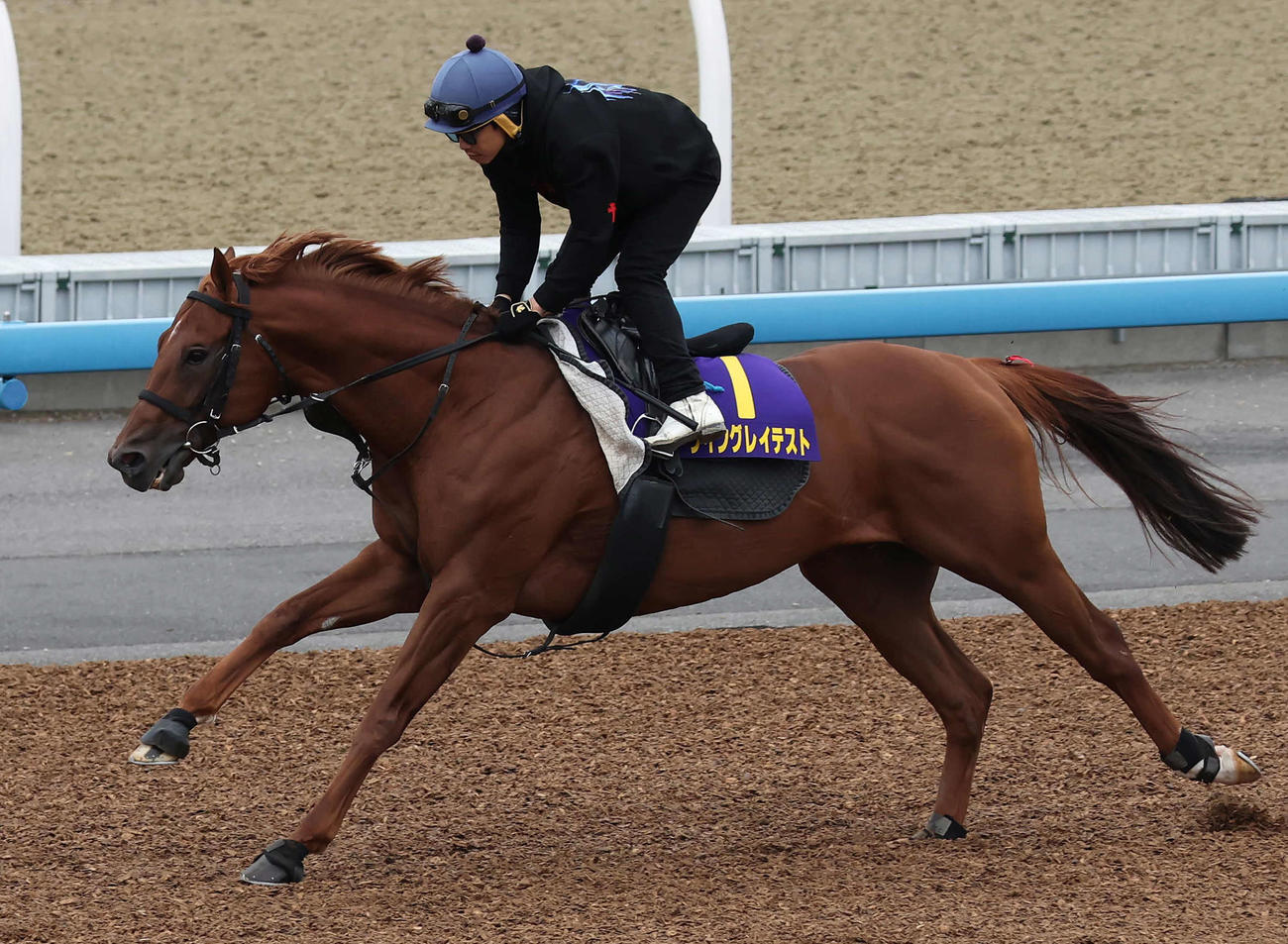 ウイングレイテストは松岡騎手を背に美浦ウッドを単走で追い切られた（撮影・丹羽敏通）