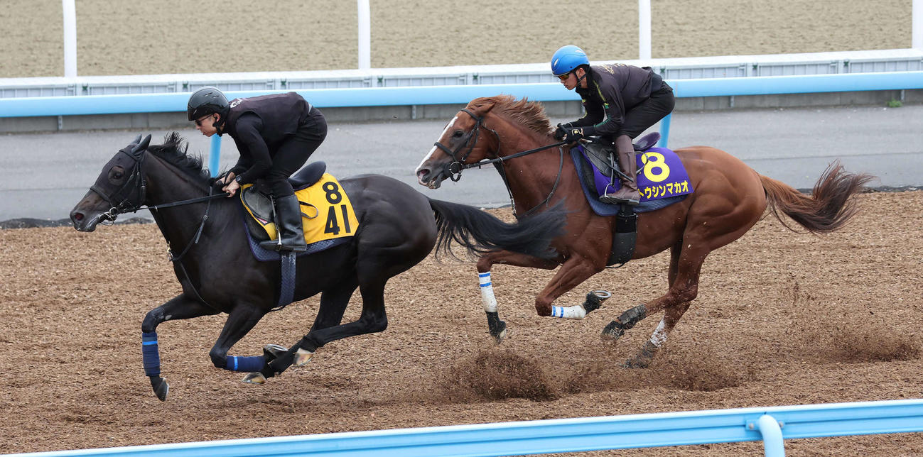 トウシンマカオ（右）は菅原明騎手を背に美浦ウッドでジュンブライトと併せ追い切られた（撮影・丹羽敏通）