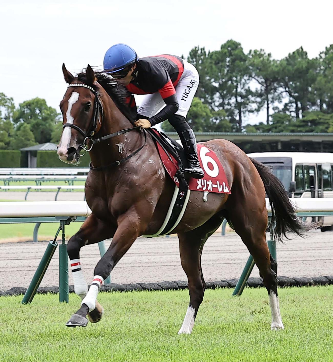 神戸新聞杯5着に敗れたメリオーレム