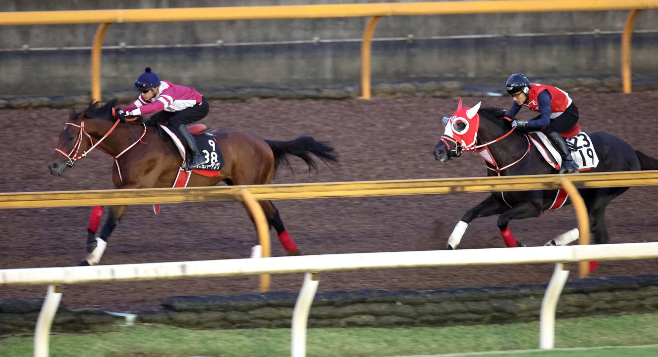 坂井騎手を背にCウッドを併せ馬で追い切るフォーエバーヤング（左）（撮影・白石智彦）