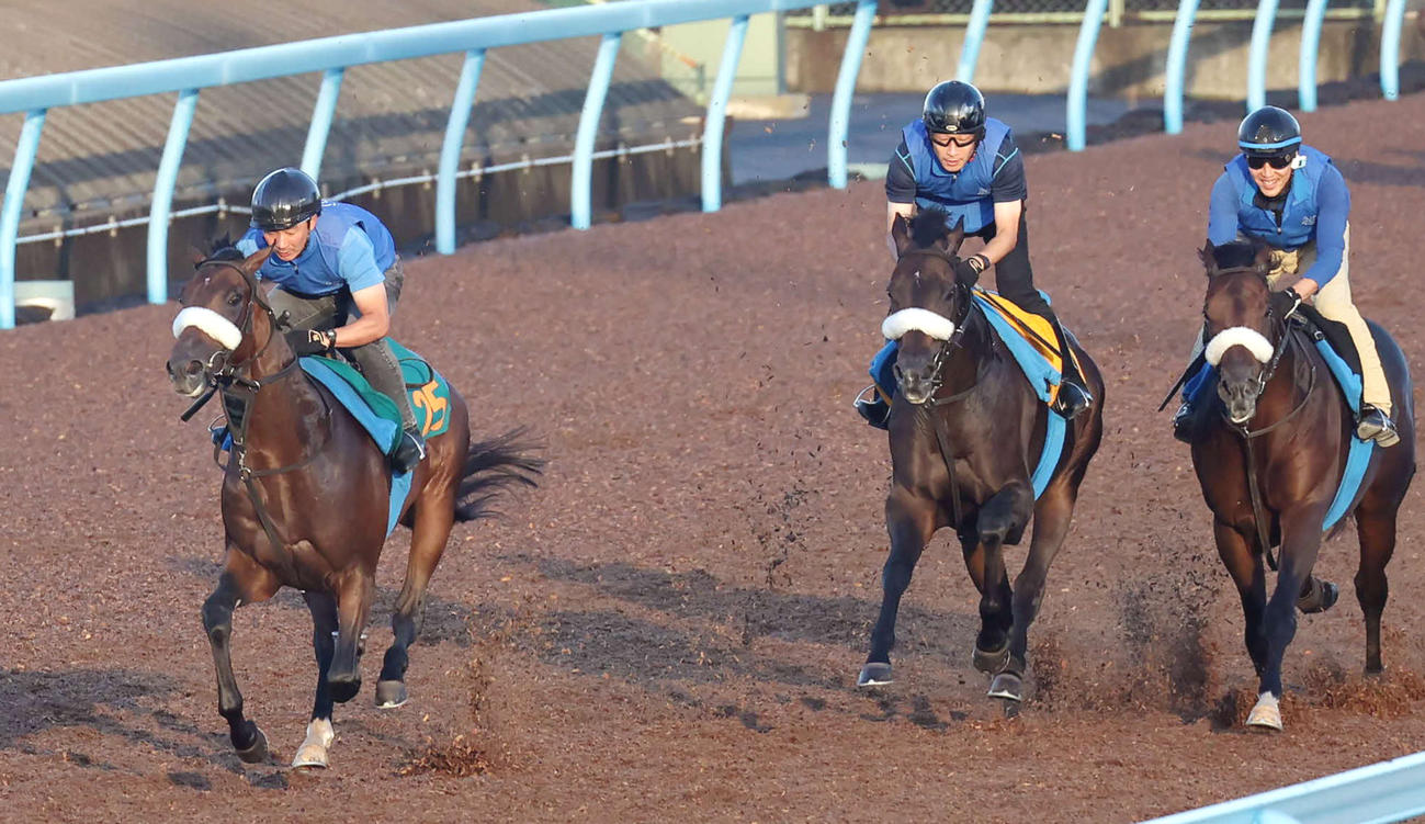 アルレッキーノ（左）は美浦ウッドを3頭併せで追い切られた（撮影・丹羽敏通）