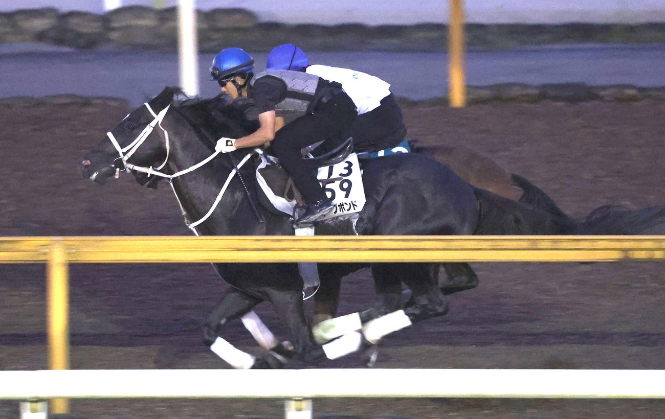 幸騎手を背にCウッドを併せ馬で追い切るディープボンド（撮影・白石智彦）