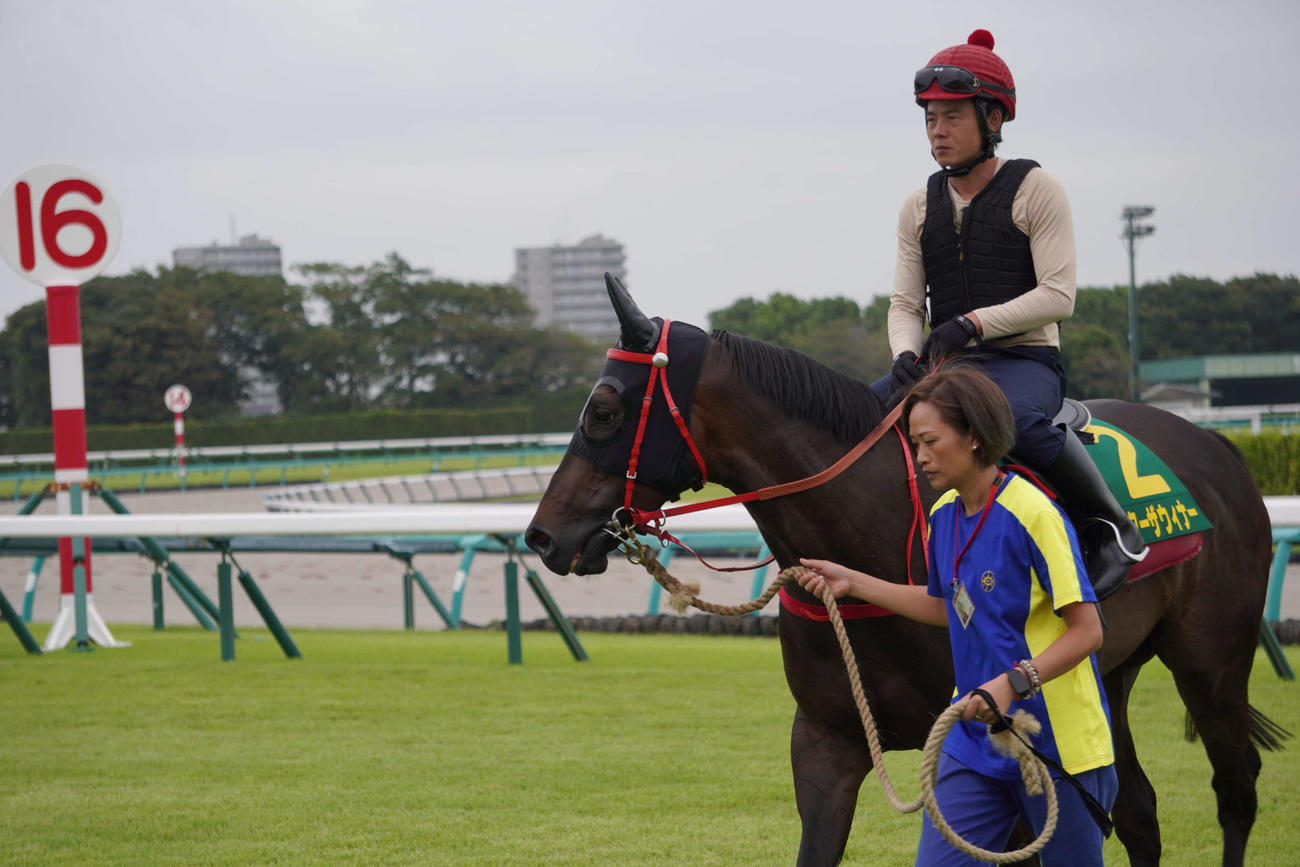 中山ダートでの調整を終えて引き揚げる香港馬ビクターザウィナー