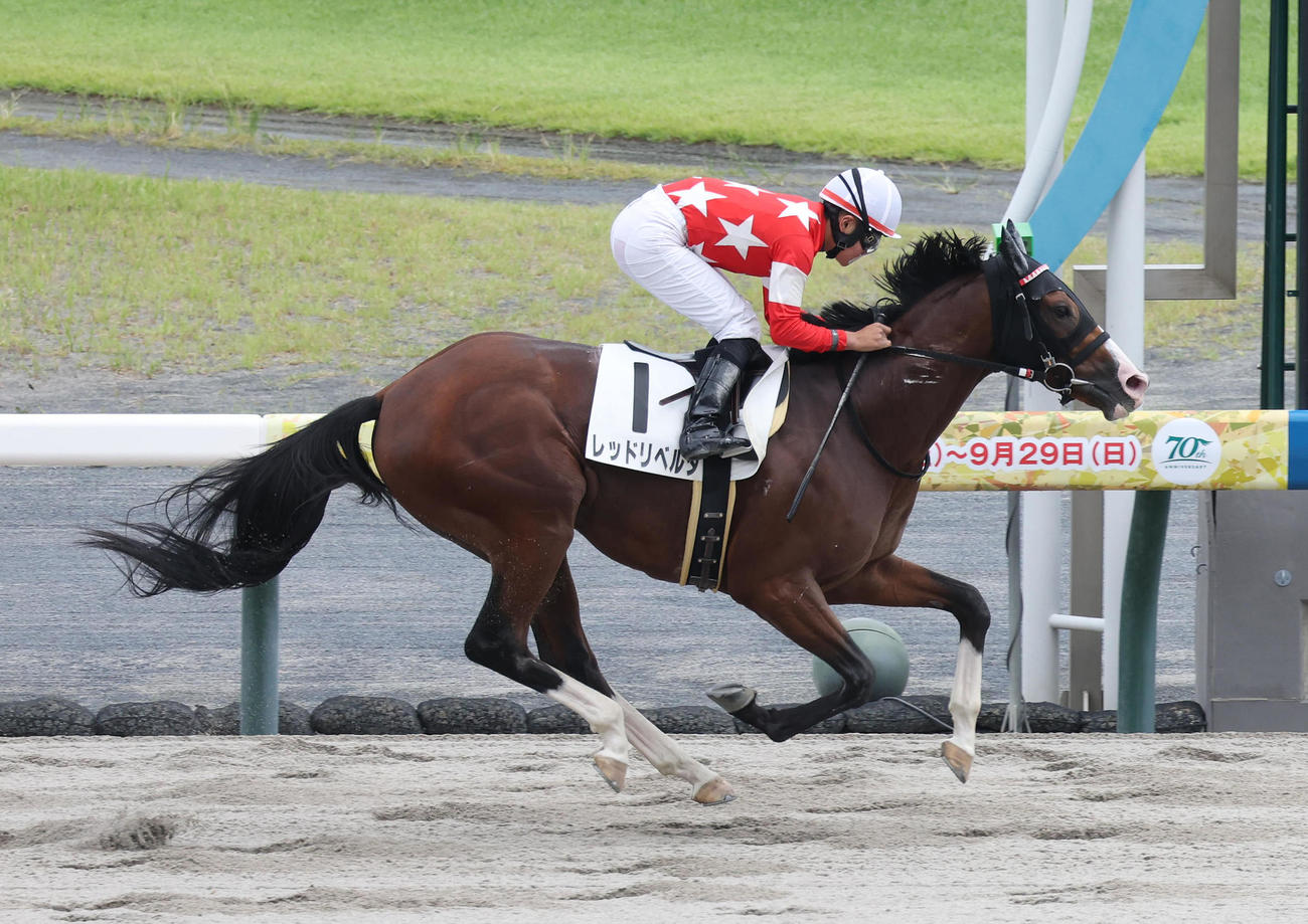 中京6R、田口騎手を背に3歳以上1勝クラスを制したレッドリベルタ（撮影・白石智彦）