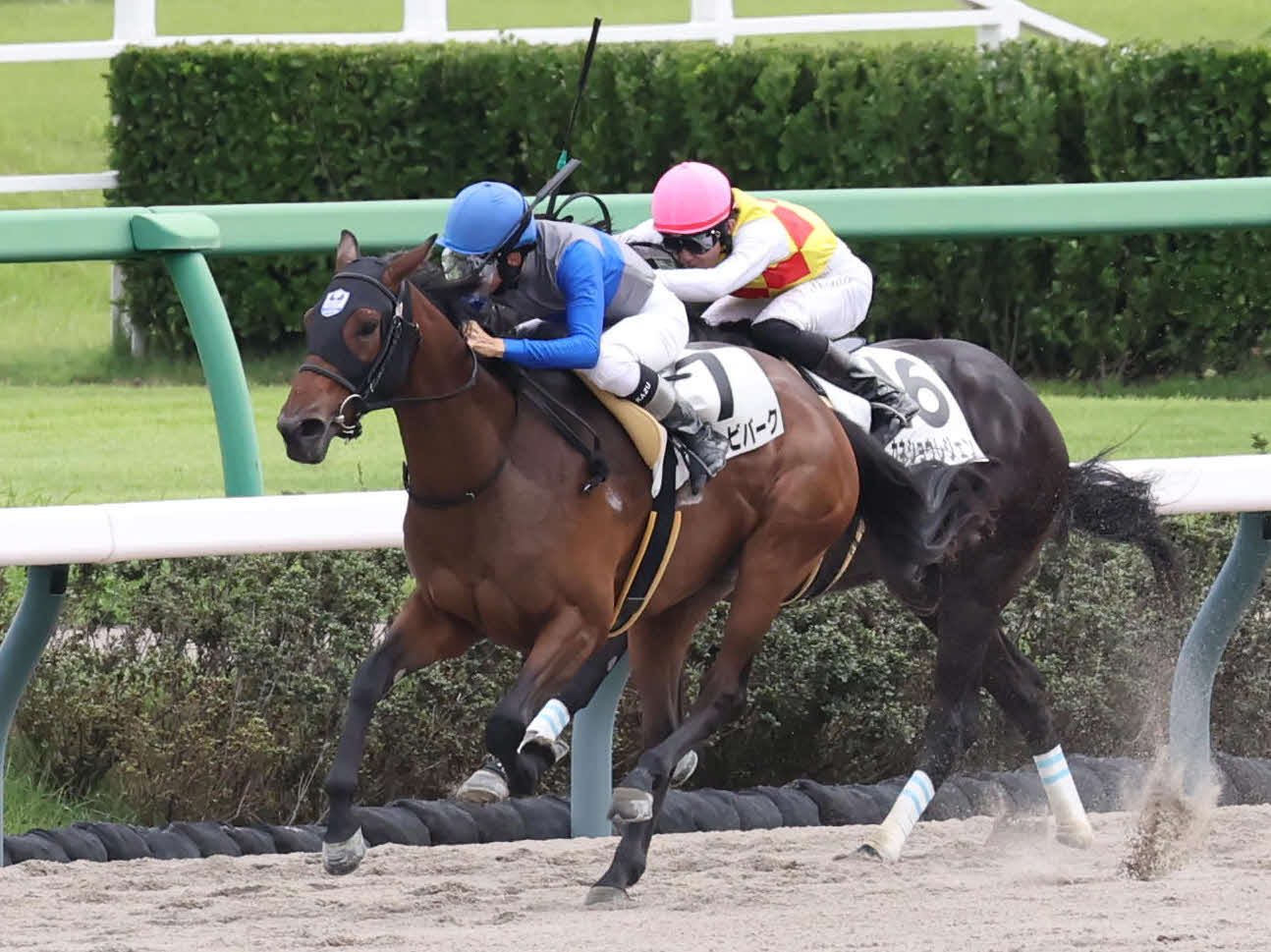 中山6R、2歳新馬戦を制したハッピービバークと横山和騎手（撮影・丹羽敏通）