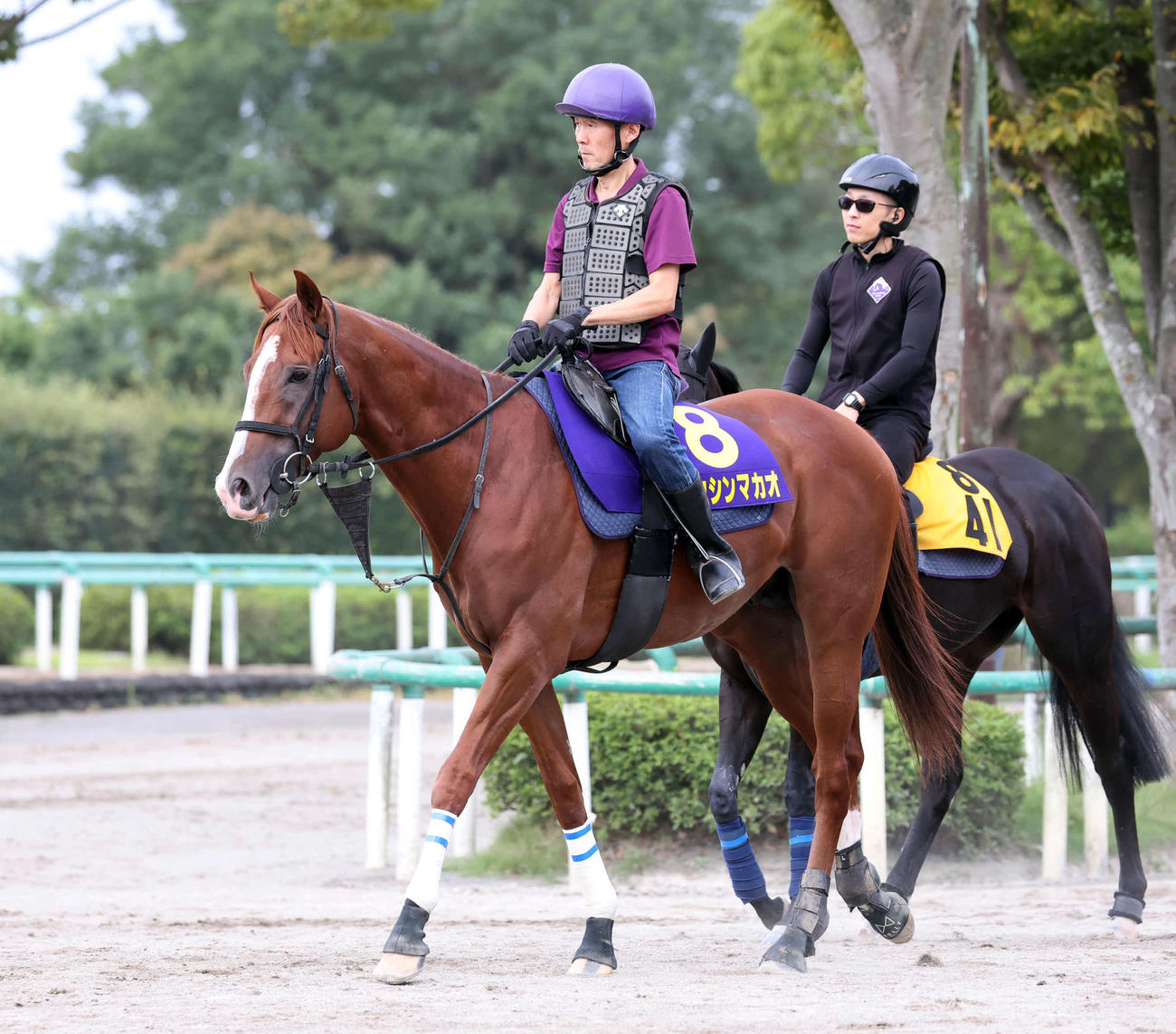 25日、馬場へ向かうトウシンマカオ