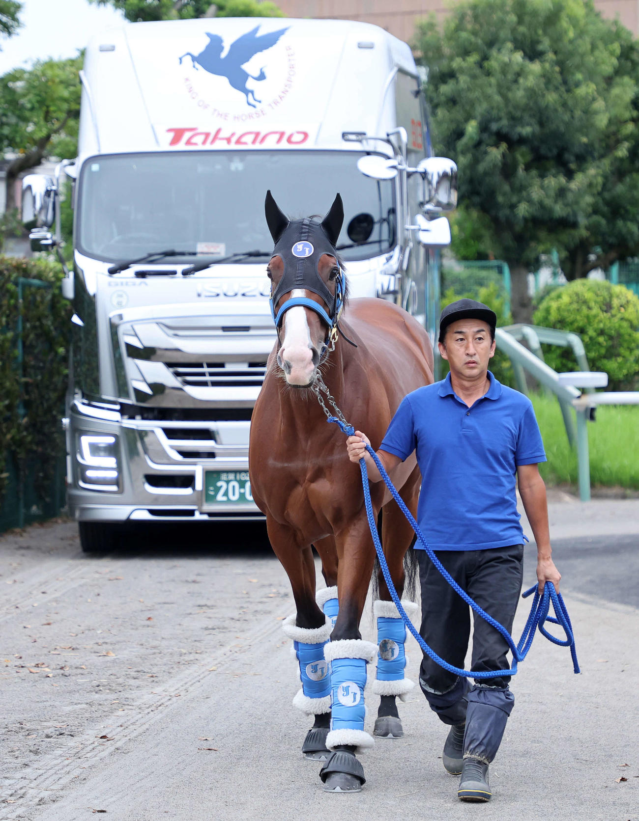 中山競馬場に到着したママコチャ（撮影・鈴木正人）
