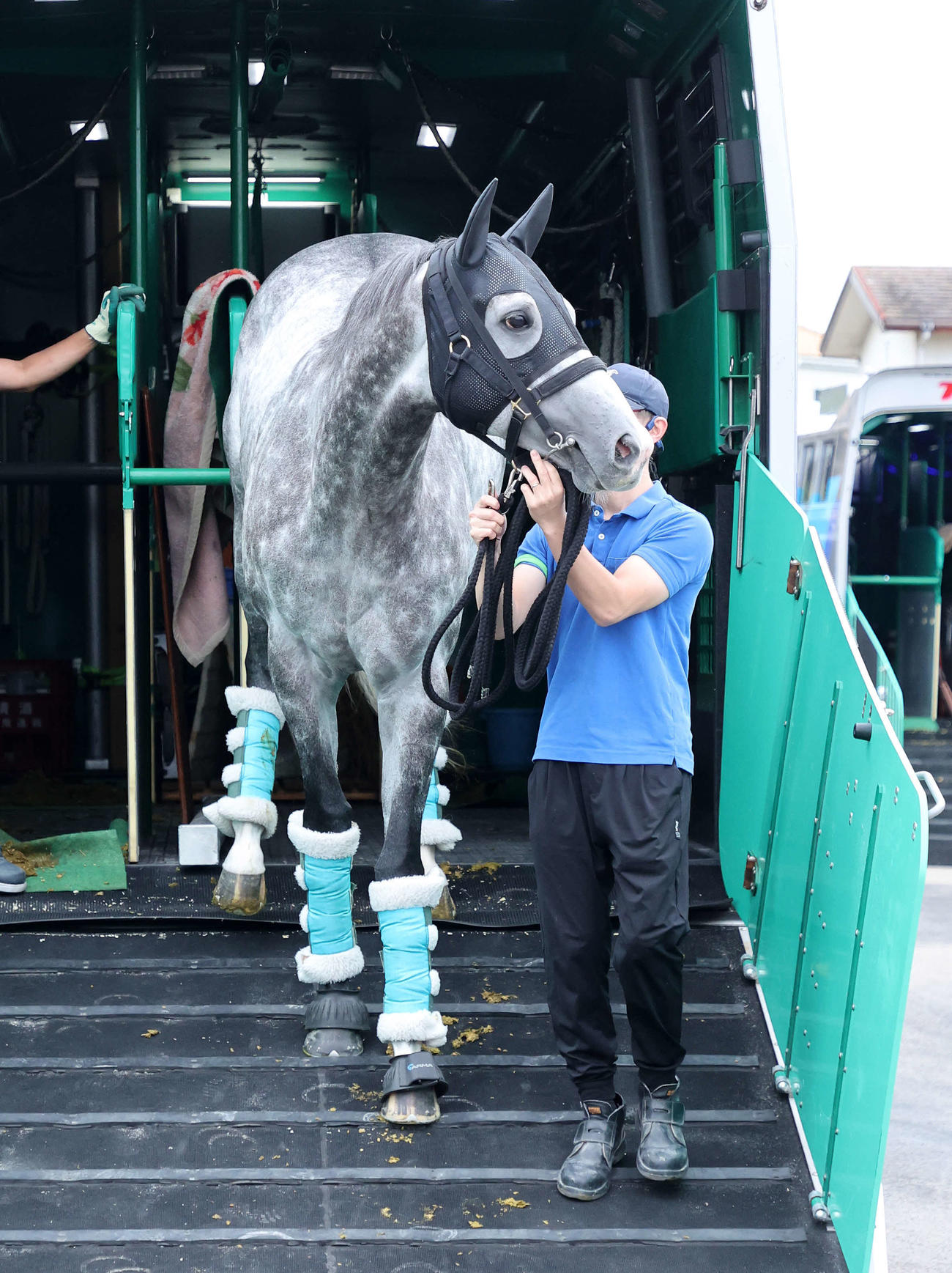 中山競馬場に到着したマッドクール（撮影・鈴木正人）