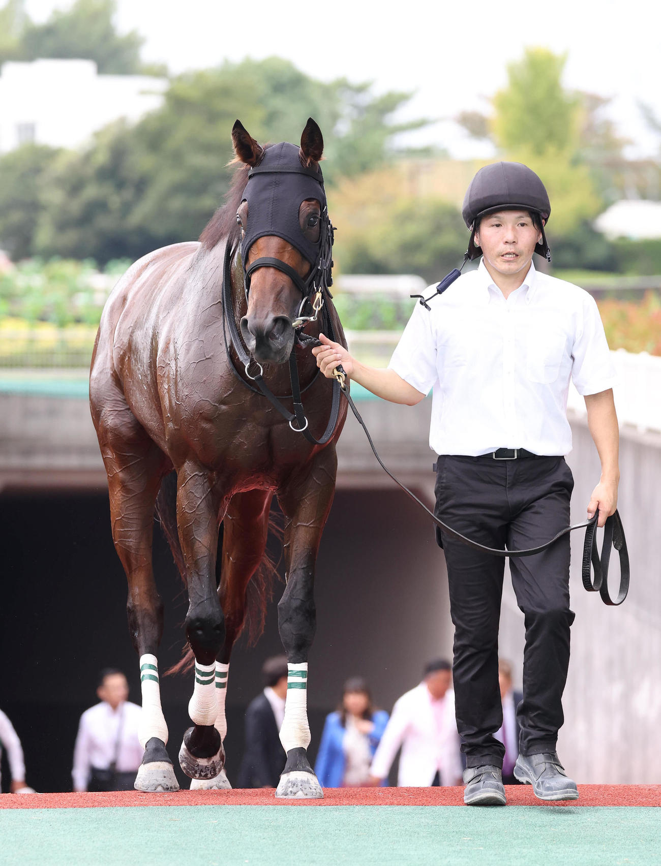 中京4R、新馬戦を制したローランドバローズ（撮影・白石智彦）