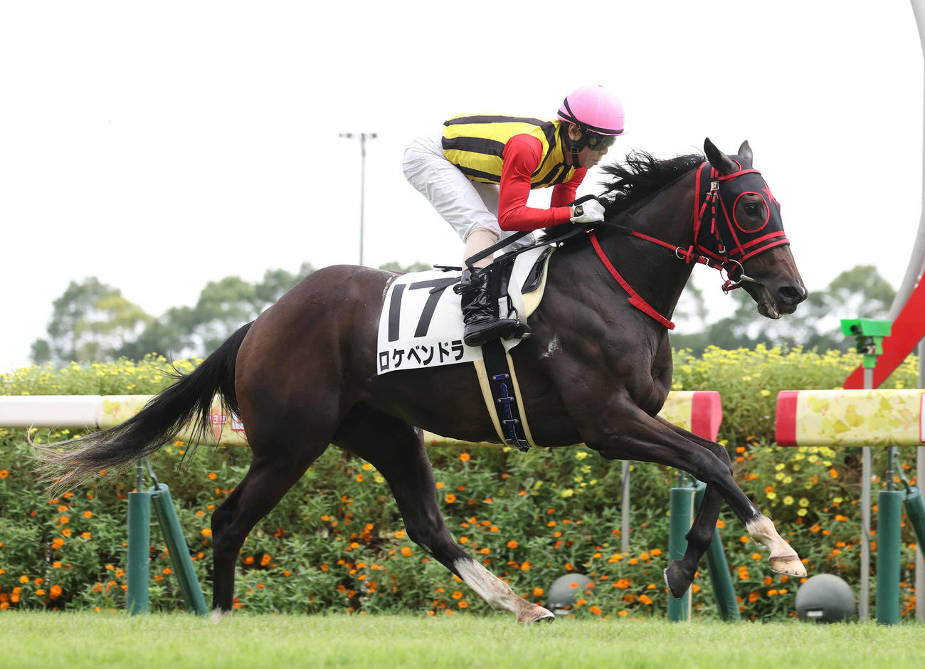 直線抜け出して新馬戦を制したロケベンドラ（撮影・白石智彦）