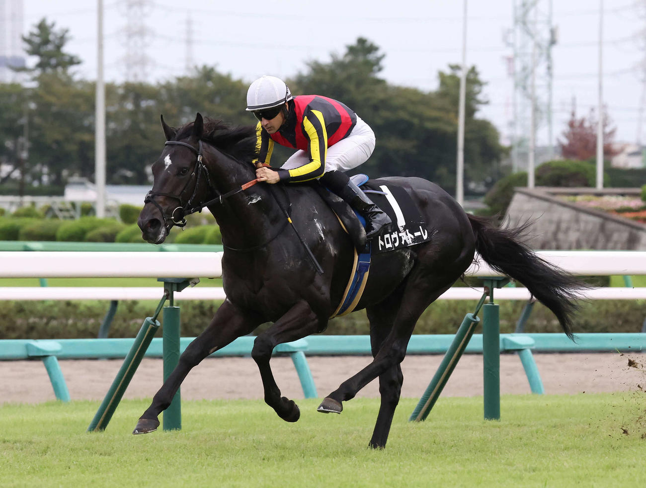 中山11R、秋風Sを制したトロヴァトーレとルメール騎手（撮影・丹羽敏通）