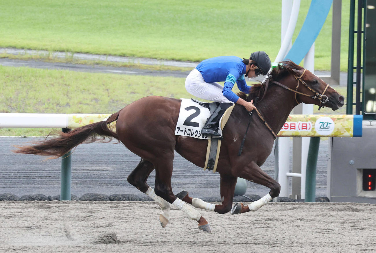 直線抜け出して新馬戦を制したアートコレクション（撮影・白石智彦）