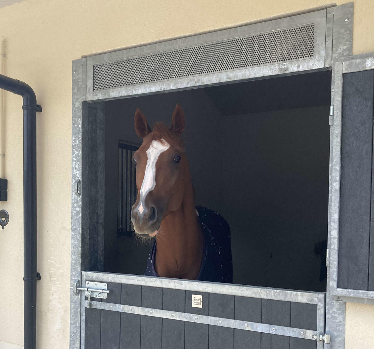 馬房から顔を出すシンエンペラー（撮影・太田尚樹）