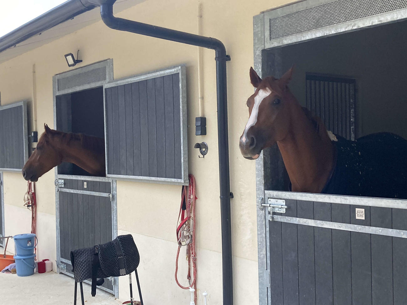 馬房から顔を出すシンエンペラー（右）左は帯同馬ラファミリア（撮影・太田尚樹）