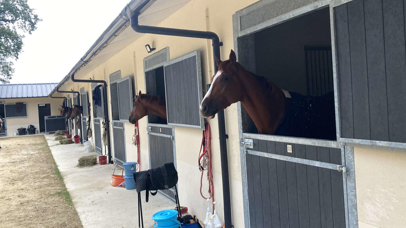 馬房から顔を出すシンエンペラー（手前）左隣は帯同馬ラファミリア（撮影・太田尚樹）