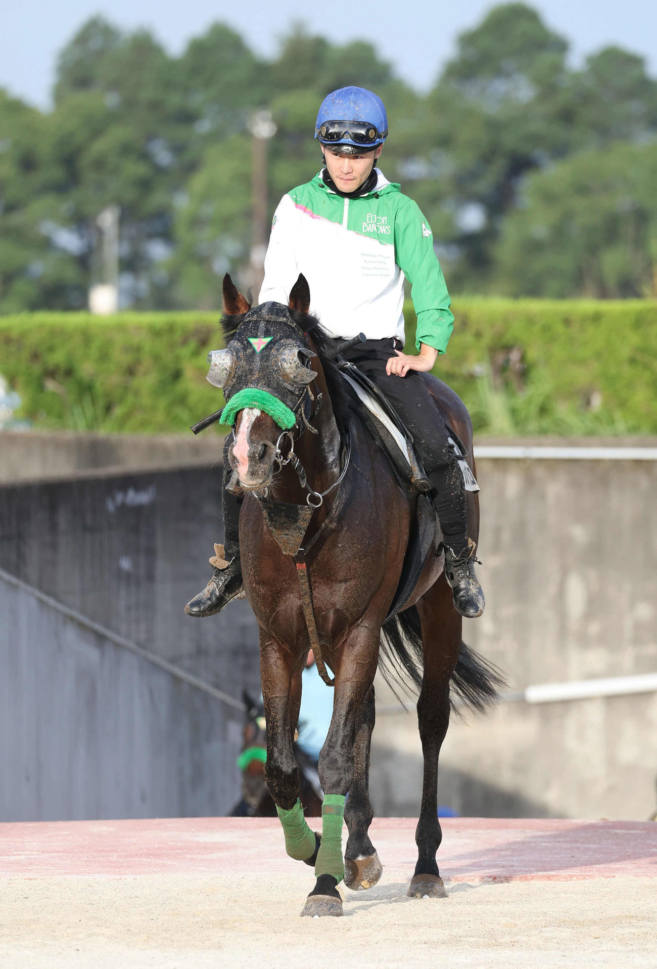 25日、西村淳騎手を背に調教から引き揚げるエルトンバローズ（撮影・白石智彦）
