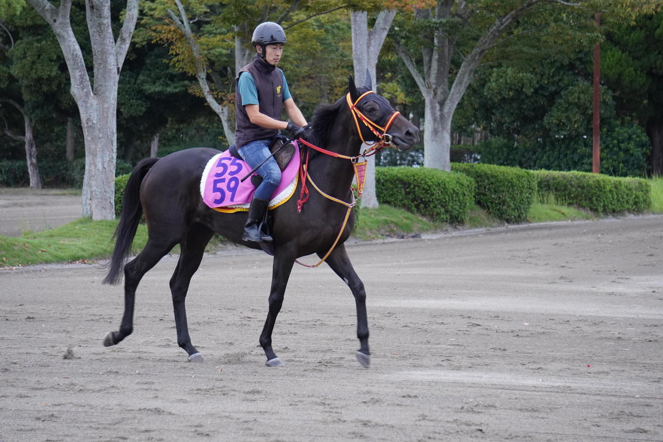 10月1日から調教ゼッケンが一新された。美浦の2歳牝馬は桃地に紫文字