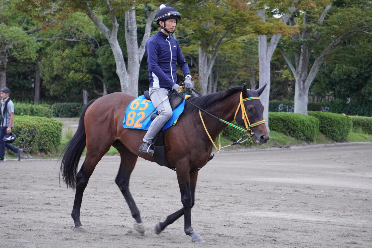 10月1日から調教ゼッケンが一新された。美浦の3歳以上牡馬せん馬は青地に橙文字